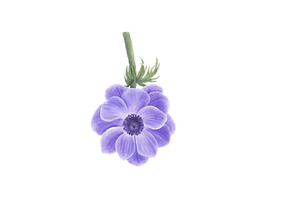 Anemone flower anemone element flower icon png watercolor