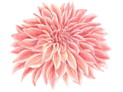 Pink Dahlia flower cartoon cute dahlia design drawing element flower icon illustration logo pink png sticker vector watercolor