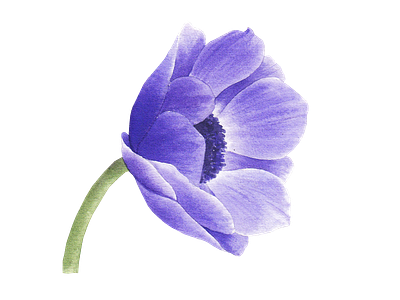 anemone flower