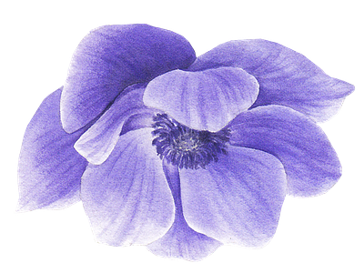 Purple anemone flower