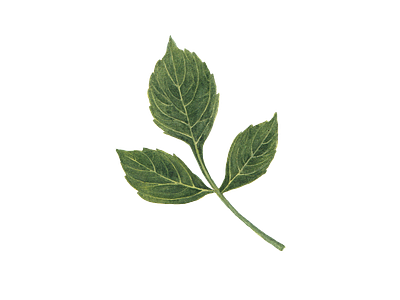 dahlia leaf