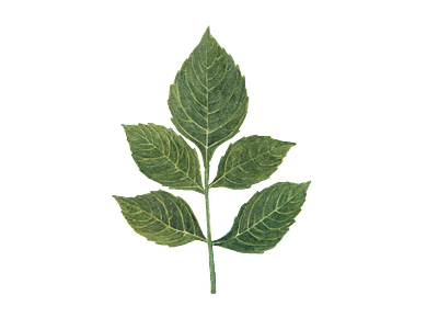 dahlia leaf dahlia design element flower icon illustration jungle logo png watercolor