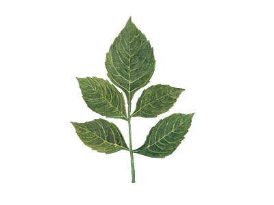 dahlia leaf dahlia design element flower icon illustration jungle logo png watercolor