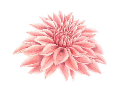 dahlia flower anemone cute dahlia element flower icon illustration logo png watercolor