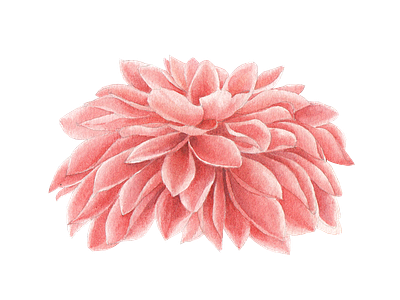 Pink dahlia flower anemone dahlia design element flower icon illustration logo png watercolor