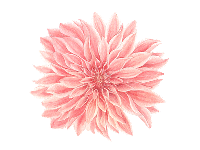Pink Dahlia flower dahlia design element flower icon illustration jungle logo png watercolor