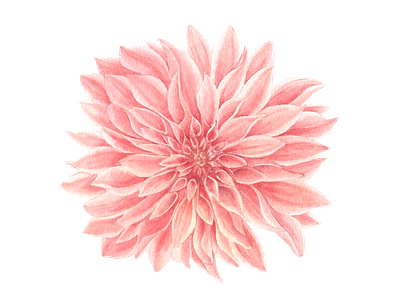 Pink Dahlia flower