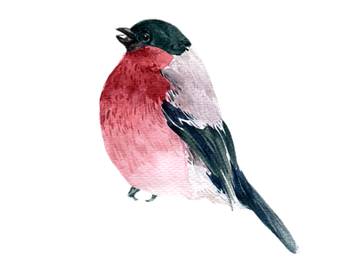 bird watercolor element