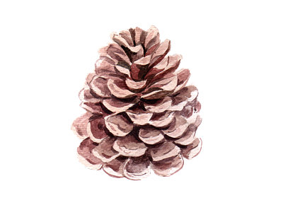 pine flower watercolor