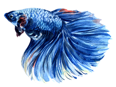 Siamese Fighting Fish watercolor betta fish branding cute design element icon illustration logo png sticker watercolor