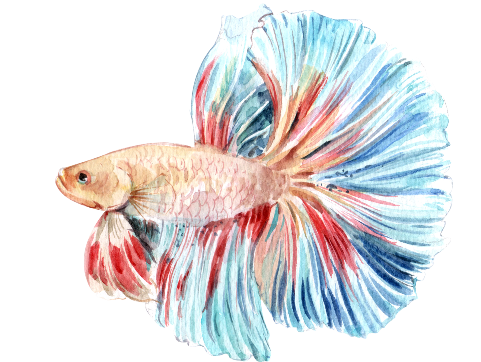 Siamese Fighting Fish Watercolor By We Studio On Dribbble