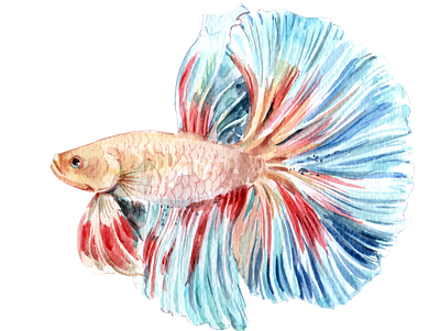 Siamese Fighting Fish watercolor betta fish cute design element icon illustration logo png sticker watercolor