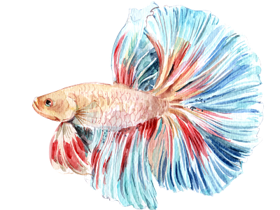 Siamese Fighting Fish watercolor