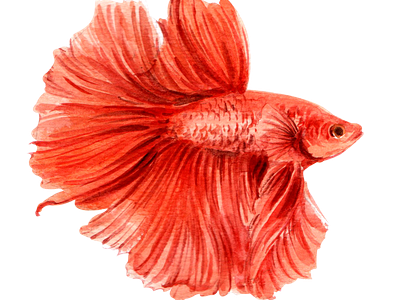 Siamese Fighting Fish watercolor