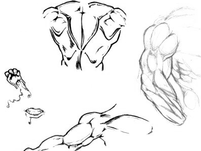 Anatomy Sketches anatomy illustration micron pen pencil sketch
