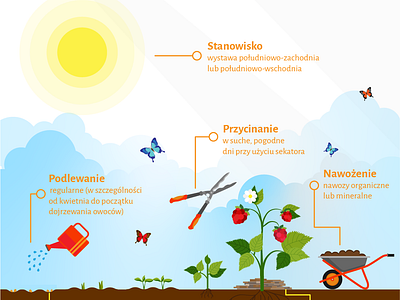 Infografika Maliny