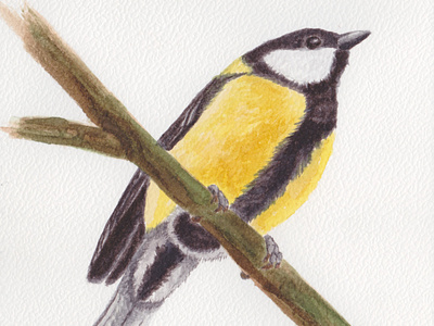 Parus major (The great tit) - watercolour II animal art bird drawing handmade illustration nature painting sketch watercolour