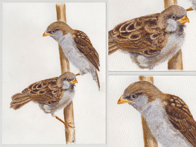 House sparrows (Passer domesticus) art bird drawing illustration nature painting sketch watercolour