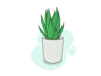 Aloe plant