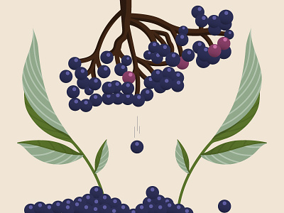 Elderberry-2 berry bottle elderberry illustration label plant syrup
