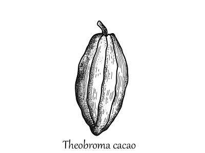 Cocoa Bean bean blackwork cocoa design illustration tattoo vector
