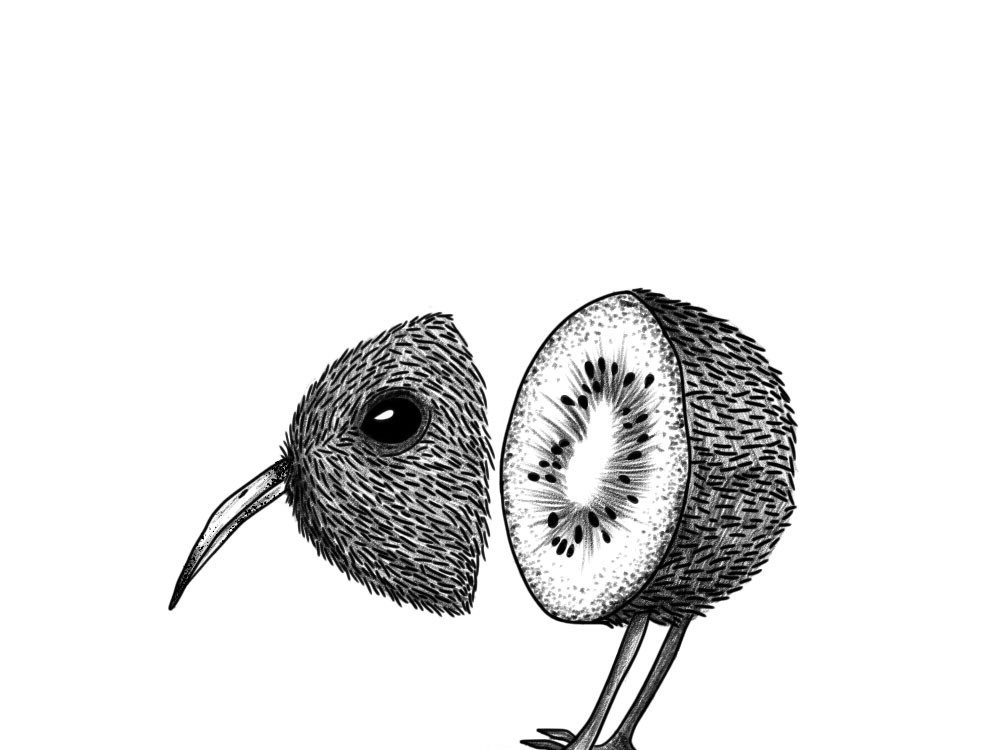 kiwi bird drawing outline