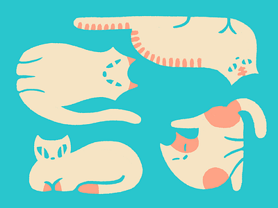 Cats cat design illustration procreate