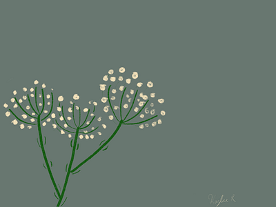 Hogweed flower giant hogweed grey hogweed illustration procreate