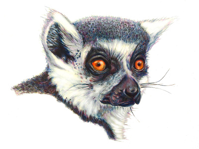 Ring Tailed Lemur animal coloredpencil illustration lemur wildlife