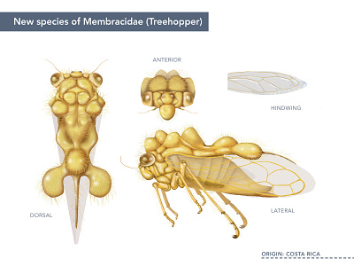 Treehopper entomology illustration insect photoshop scienceillustration treehopper