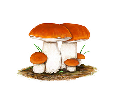 Bolete Mushroom digital painting illustration photoshop