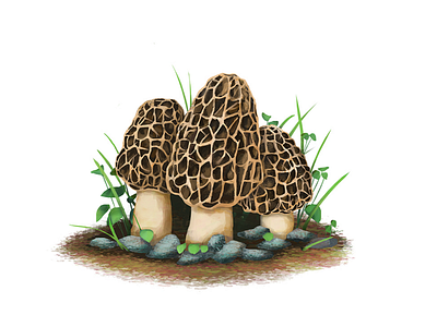 Morel Mushroom digital digitalpainting illustration mushroom mycology photoshop