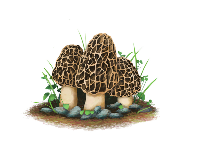 Morel Mushroom by Adam Labuen on Dribbble