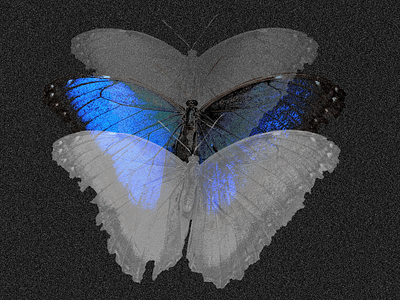 Butterfly delusion black blue butterly graphic design photoshop