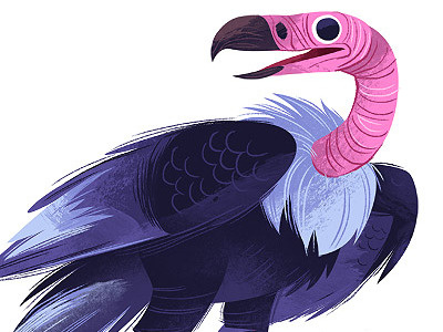 Vulture illustration vulture