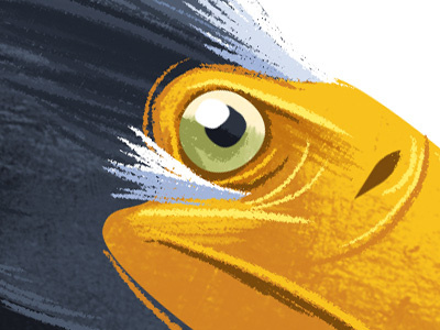 Eagle Eye bird eagle illustration