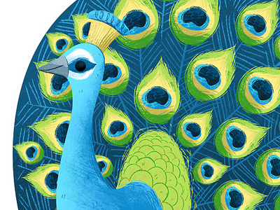 Peacock birds illustration peacock