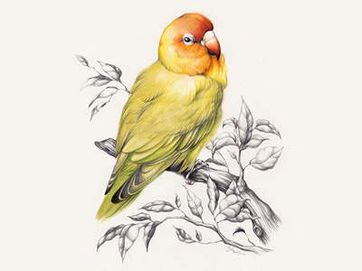 Lovebird bird drawing illustration love pencil portrait tenlohuis