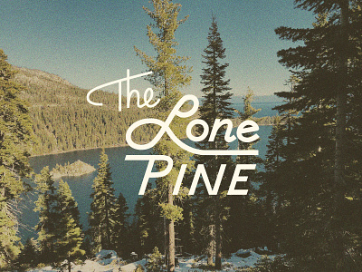 Lone Pine logo branding design hand lettering logo retro texture trees type typography vintage