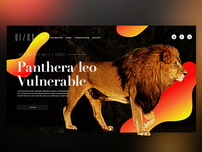 🐅Panthera leo ｜Daily Ui Design animal creative design details graphic graphicdesign interface landingpage lion lioness pantheraleo photoshop ui uitrends userexperience ux web webdesign