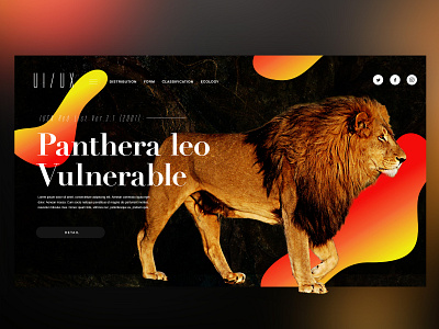 🐅Panthera leo ｜Daily Ui Design