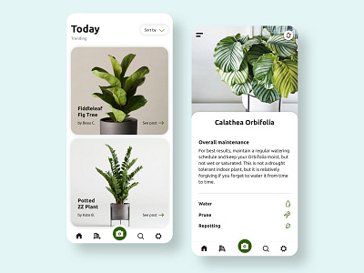 Jungle Gym Plant App app appdesign appdesigner appinterface calathea calatheaorbifolia digitaldesign fidleleaffig interface junglegym photograhy plantinspiration plantogram sketch ui