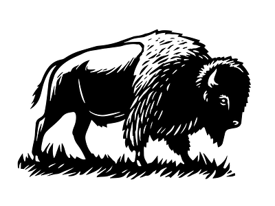 Bison adobe illustrator adobe photoshop animal bison buffalo illustration linocut scratchboard vector wildlife woodcut