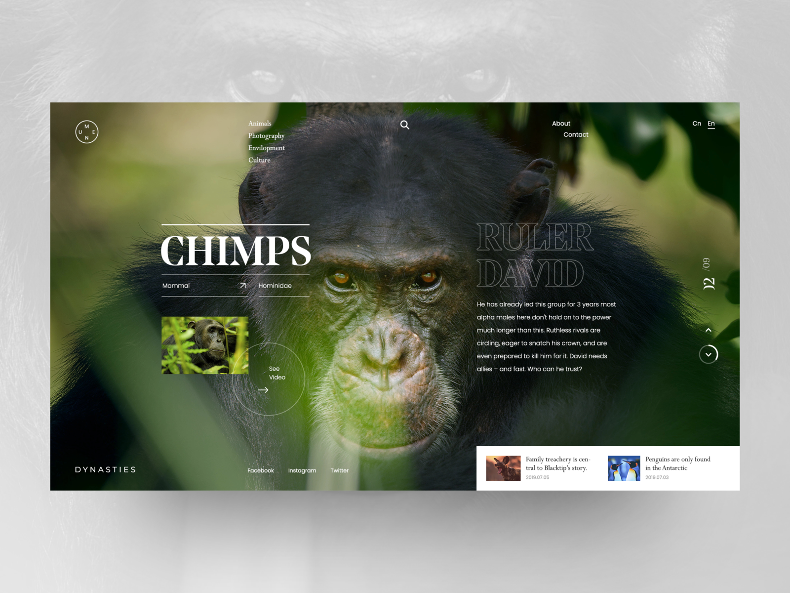 Dynasties - Chimps David art biography chimps concept design design documentary dynasties ui ux web website
