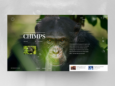 Dynasties - Chimps David