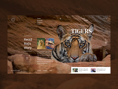 Dynasties - Tigers Raj art biography design documentary dynasties raj tigers ui ux web website