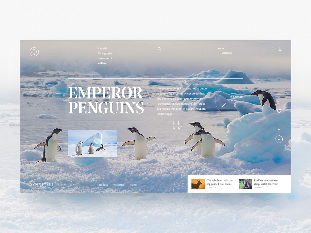 Emperor Penguins designs, themes, templates and downloadable graphic