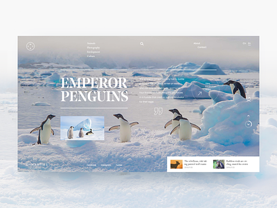 Dynasties - Emperor Penguins art design documentary dynasties emperor penguins penguins spheniscidae ui ux web website