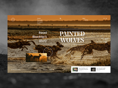 Dynasties - Painted Wolves art biography design documentary dynasties painted wolves ui ux web website wildlife