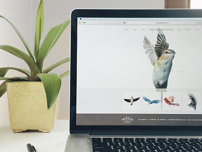 E-commerce Web Design - Wild Birds Flying bird design e commerce minimal nature simple web web design website